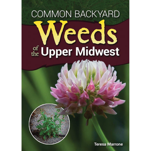 Common Backyard Weeds Midwest