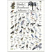 Birds of the Southeast Atlantic Coast Poster