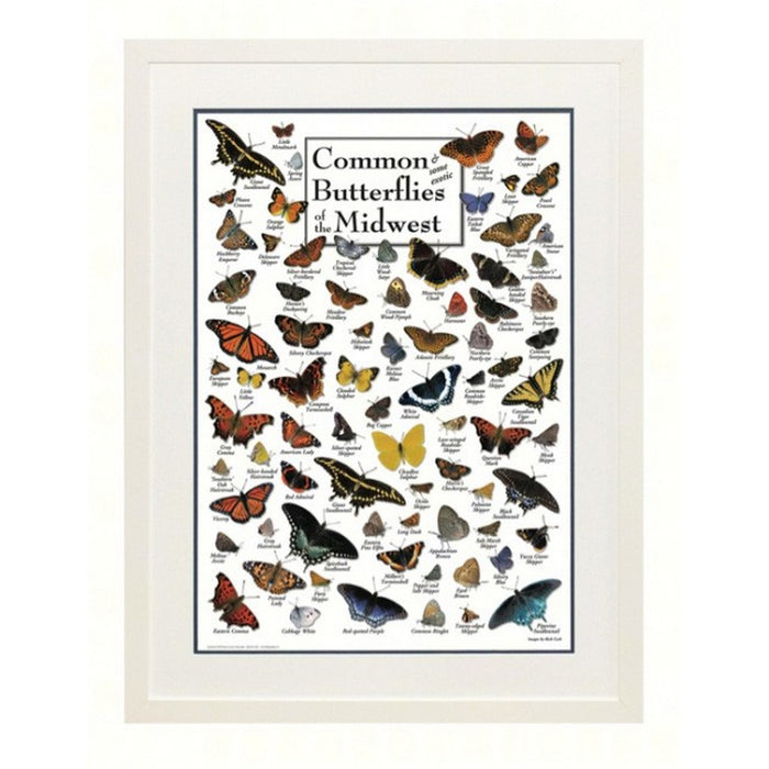 Common Butterflies of Midwest Poster